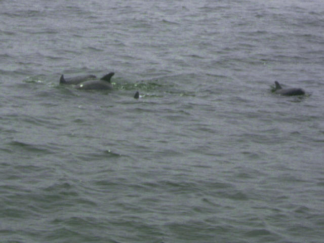 Dolphins offshore of Sunset Beach, New Jersey