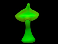 Jack in the Pulpit (longwave UV)