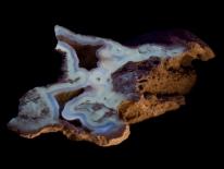 Agatized coral - Florida (longwave UV)