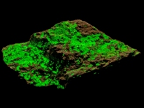 Uranocircite, heinrichite - Menzenschwand, Black Forest, Germany (shortwave UV)