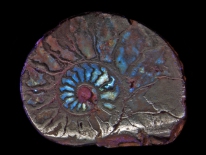 Ammonite - Madagascar (longwave UV + white light)