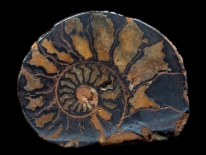 Ammonite - Madagascar