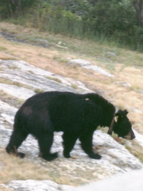 Black Bear, High Point Monument, New Jersey