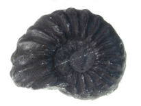 Ammonite - Huancayo, Peru