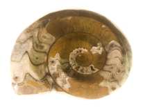 Ammonite - Morocco