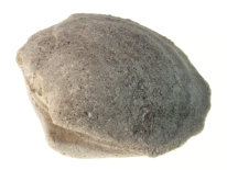 Fossil Clam