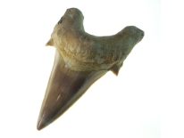 Shark Tooth - Cretaceous Period, Morocco