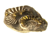 Small Ammonites