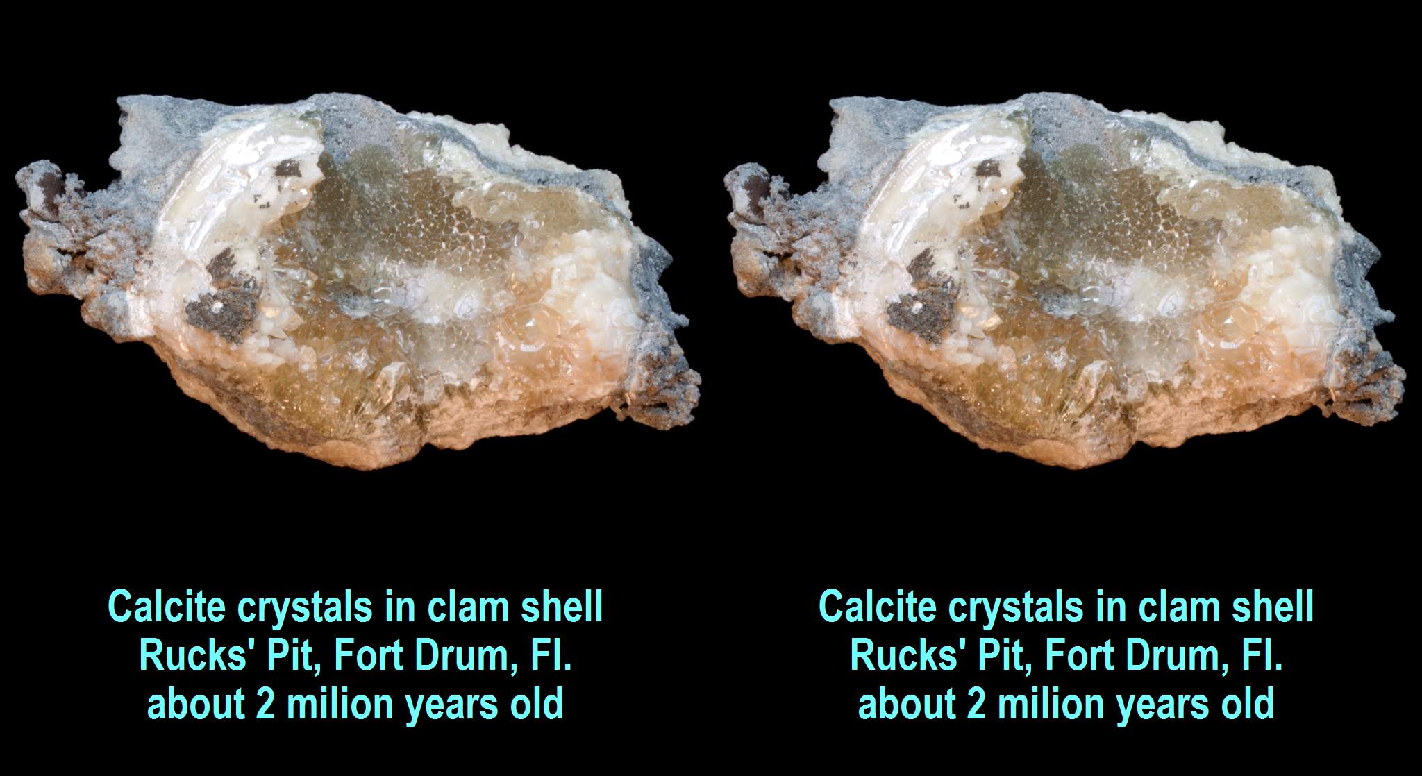 Calcite crystals in clam shell, Rucks' Pit, Fort Drum, Fl., about 2 milion years old