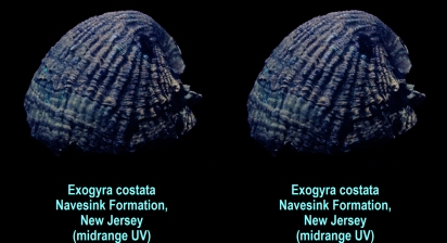 Exogyra costata - Navesink Formation, NJ (midrange UV)