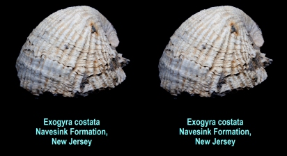 Exogyra costata - Navesink Formation, NJ