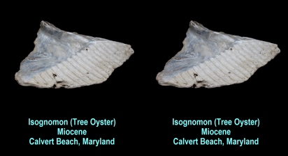 Isognomon (Tree Oyster) - Miocene - Calvert Beach, Maryland