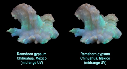Ramshorn gypsum - Chihuahua, Mexico (midrange UV)