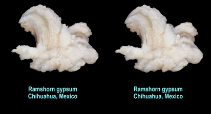 Ramshorn gypsum - Chihuahua, Mexico