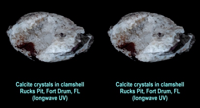 Calcite crystals in large clamshell - Rucks Pit, Fort Drum, FL (longwave UV)