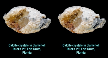 Calcite crystals in large clamshell - Rucks Pit, Fort Drum, FL